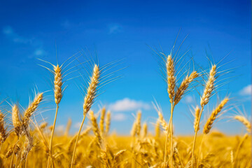 Naklejka premium Golden Ripe wheat fields stretching across the horizon, bathed in warm sunset light. A perfect depiction of the farm harvest season, showcasing nature's bounty and rural serenity. generative AI