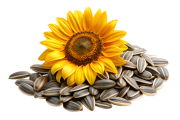 Sunflower seeds close-up isolated on transparent background