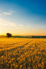 Golden Ripe wheat fields stretching across the horizon, bathed in warm sunset light. A perfect depiction of the farm harvest season, showcasing nature's bounty and rural serenity. generative AI