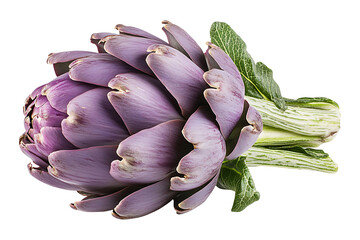 Fresh purple artichoke isolated on transparent background.