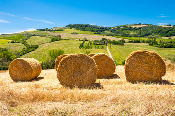 Rotoballe in un campo estivo