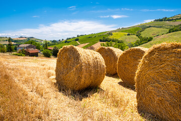 Rotoballe in un campo estivo