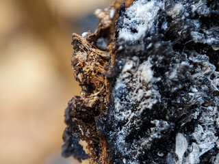 Close up of burnt wood texture. Macro