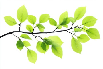 Create an image of a branch with vibrant green leaves. The leaves should appear fresh
