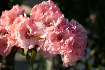 Fiori di rosa in piena fioritura