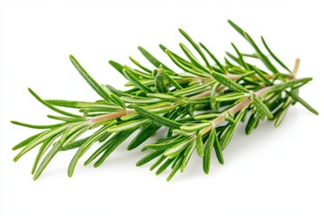 Fototapeta premium Create an image of a fresh sprig of rosemary with vibrant green needles.
