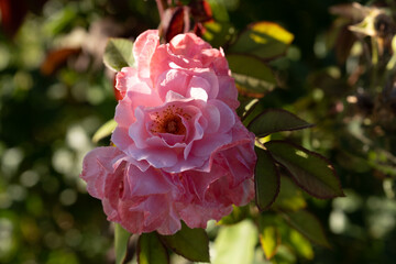 Fiori di rosa in piena fioritura