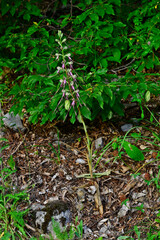 Spurred Himantoglossum, eastern lizard orchid // Gespornte Riemenzunge, Östliche riemenzunge (Himantoglossum calcaratum) - Montenegro