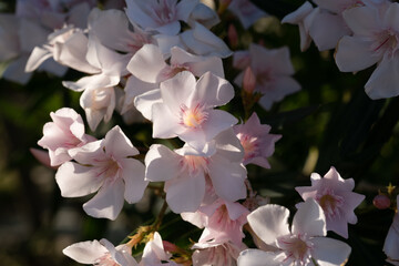 Fiori bianchi di oleandro