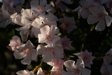 Fiori bianchi di oleandro