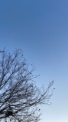 Obraz premium Dead Tree Branches with Blue Sky Background. Selective focus.