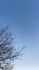 Dead Tree Branches with Blue Sky Background. Selective focus.