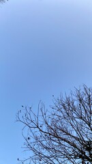 Dead Tree Branches with Blue Sky Background. Selective focus.