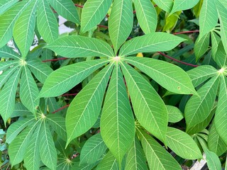 Green leaves cassava in garden nature background