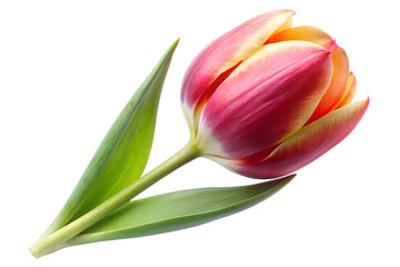 Fototapeta premium Red and yellow tulip in bloom isolated on transparent background