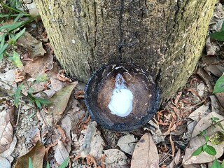 Close up Natural rubber latex trapped from rubber tree, Latex of rubber flows into a bowl