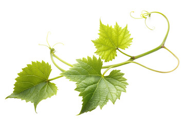 Vine branch with green leaves isolated on transparent background