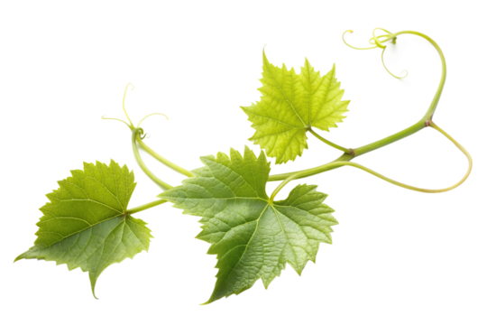 Vine branch with green leaves isolated on transparent background