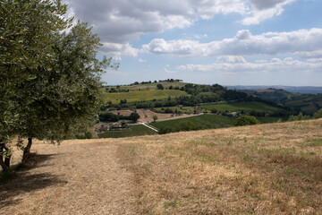 Panorama collinare con ulivi e campi 