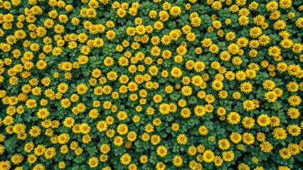 Aerial view of yellow flowers on green leaves background
