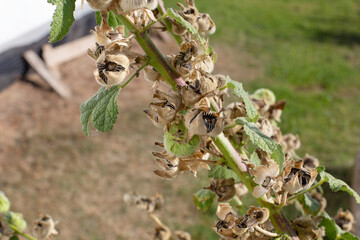 Close-up of hollyhock seeds in the garden. Dry hollyhock seeds on the stem
