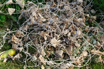 Cleaning old cucumbers from the greenhouse. Old withered cucumber leaves lie on the ground