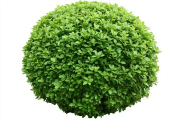 Fototapeta premium Generate an image of a round, dense green shrub with bright, healthy leaves