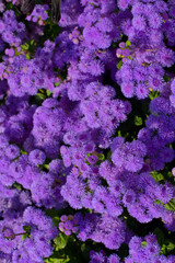 Ageratum in the garden. Purple flowers similar to moss. Purple moss from ageratum flowers