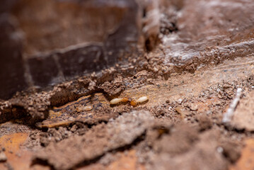 Close up of Termites Eating wood, (Termite damage house)