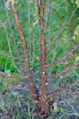 The trunk of a diseased juniper, which was cut for treatment. The juniper underwent a special pruning for further growth