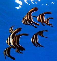 Shaded Batfish also known as Platax pinnatus Boracay Island Philippines