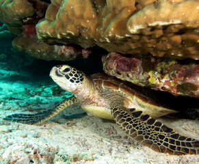 A Green turtle resting on sand Apo  Island Philippines