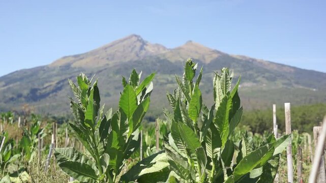Tobacco leaves ready to harvest with mountain background