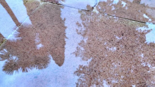 Lluvia cayendo sobre baldosas de barro con reflejo de &aacute;rboles