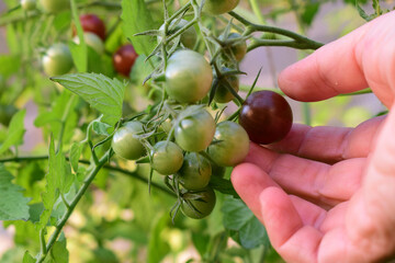 Frau pflückt reife Tomaten von Rispentomate im Glashaus