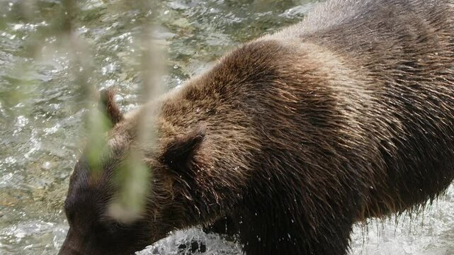 Slow motion: Brown bear walks upstream in shallow spawning river