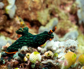 A Nembrotha Kubaryana nudibranch crawling on corals Boracay Island Philippines