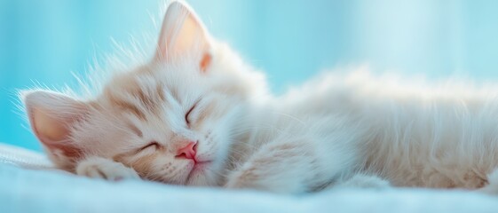 Obraz premium A cat is sleeping on a bed. The cat is white and fluffy. The bed is blue