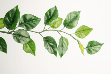 Fototapeta premium A close-up of a branch with vibrant green leaves cascading downwards, set against