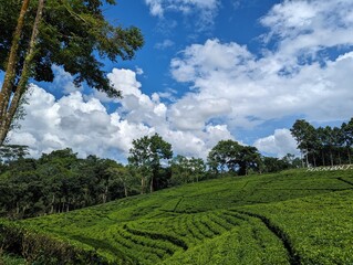 Darjeeling tila Green tea garden terrace at sreemangal, bangladesh