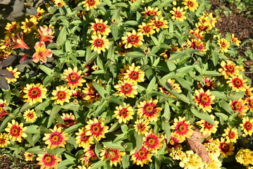 Naklejka premium Petits zinnias jaune et rouge au jardin en été