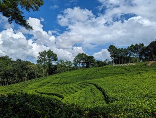 Darjeeling tila Green tea garden terrace at sreemangal, bangladesh