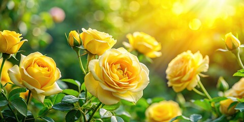 Asymmetrical arrangement of fresh yellow roses in sunny garden © Sayfar