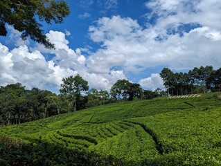 Darjeeling tila Green tea garden terrace at sreemangal, bangladesh