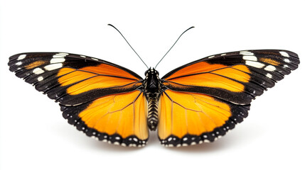 Fototapeta premium A vibrant monarch butterfly displaying its colorful wings against a white background