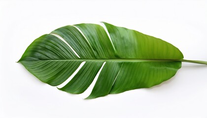 green leaf isolated on white background, green leaf isolated on white background, long green leaf on transparent background, banana leaf on isolated white background, traveler palm leaf