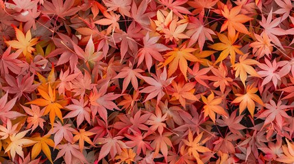 Autumn orange banner with blurred maple leaves, ideal for seasonal designs and fall projects.