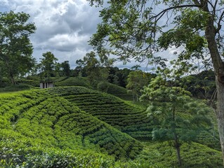 Darjeeling tila Green tea garden terrace at sreemangal, bangladesh