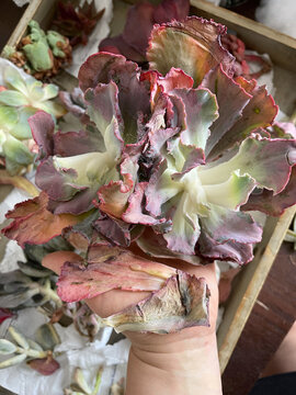 Sick succulent flower with dried pale colorless leaves and elongated stem