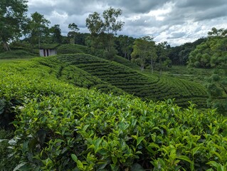 Darjeeling tila Green tea garden terrace at sreemangal, bangladesh